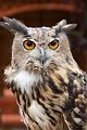 (M) European Eagle Owl